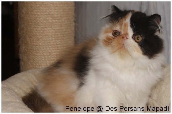 chaton Persan des Persans Mapadi