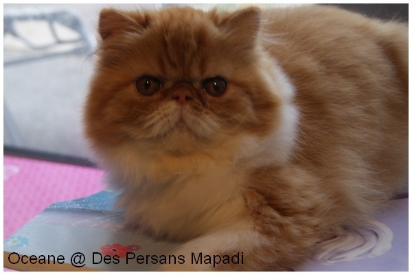 chaton Persan des Persans Mapadi