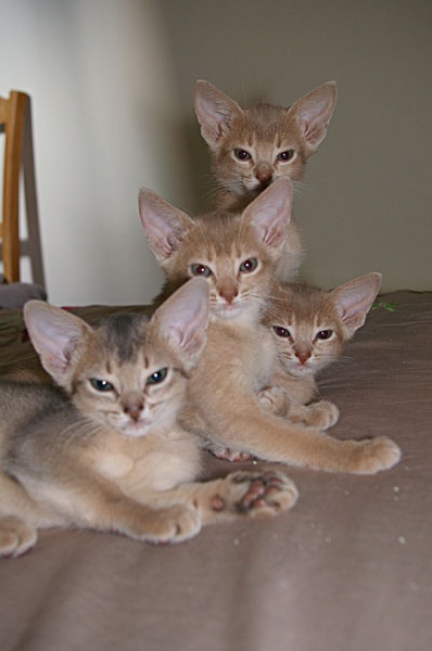 chaton Abyssin Les abyssins d'Ulunlaë
