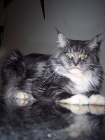 Ethan the Maine Coon World