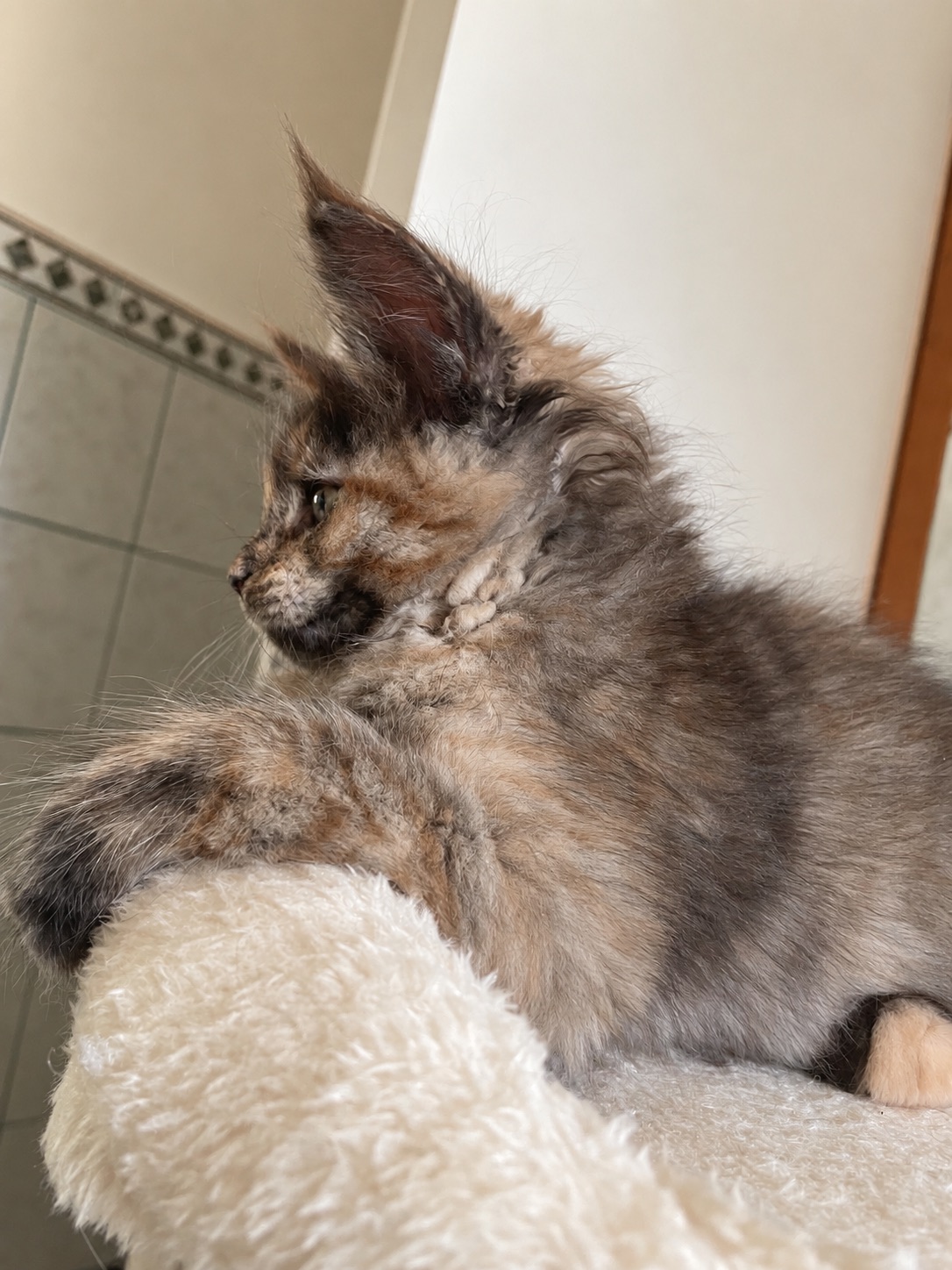 Bastet P