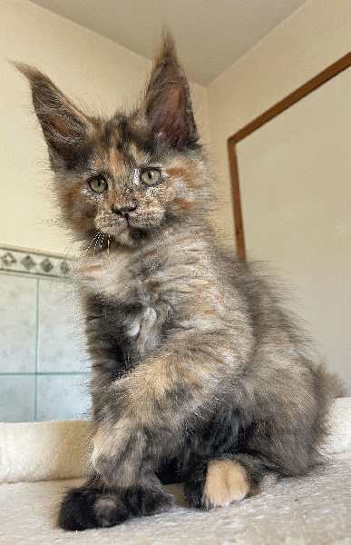 Bastet P