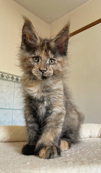 Bastet P