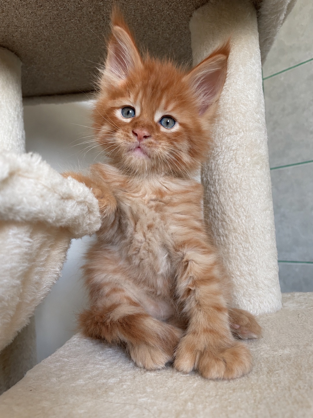 Bo Simba P