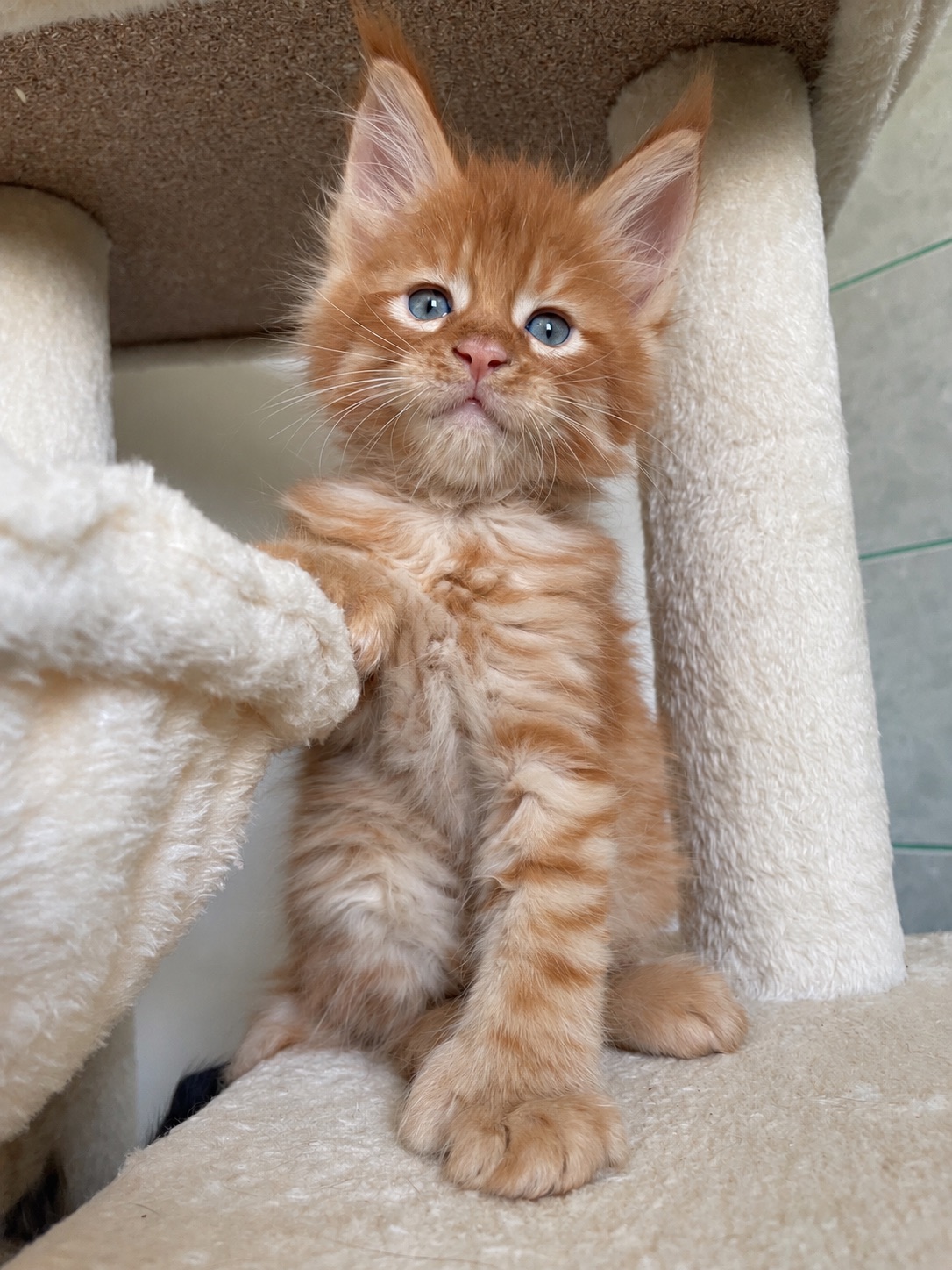 Bo Simba P
