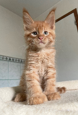 Bo Simba P