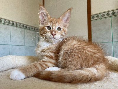 Des Littles Gargamel - Chaton disponible  - Maine Coon