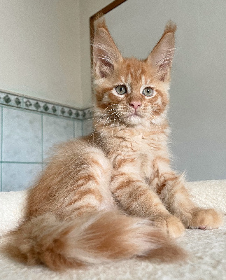 Des Littles Gargamel - Chaton disponible  - Maine Coon