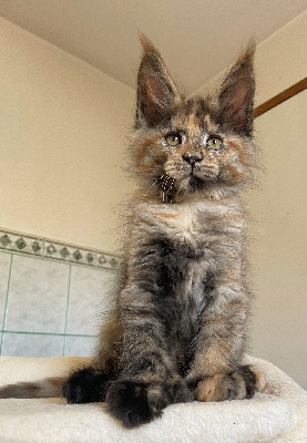 Bastet P