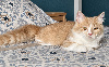 Munchkin poil court et poil long