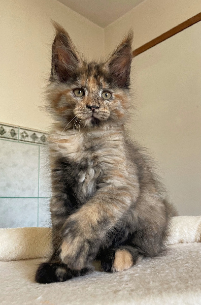 Bastet P