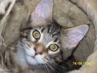 corthijscats - Chaton disponible  - Maine Coon