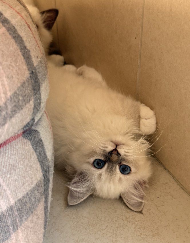 Royston Sport - Chatons Bleu et Bleu Tabby à réserver
