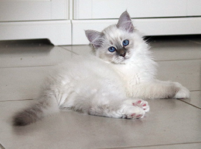 Royston Sport - Chaton disponible  - Sacré de Birmanie
