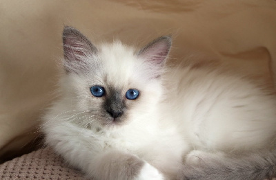 Royston Sport - Chaton disponible  - Sacré de Birmanie