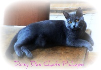 CH. Daisy Des Chats Pichapo