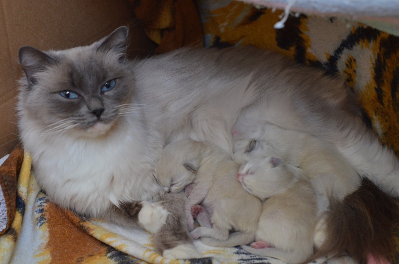 chaton Ragdoll de Kirdoll