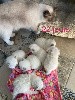 des racatchis - A RESERVER 6 CHATONS RAGDOLL
