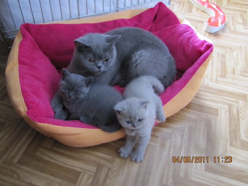 chaton British Shorthair et Longhair de sim mum ha