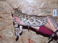 du joli coeur d'or - Chaton disponible  - Bengal