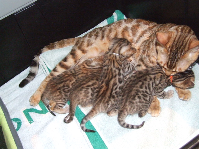 chaton Bengal du joli coeur d'or