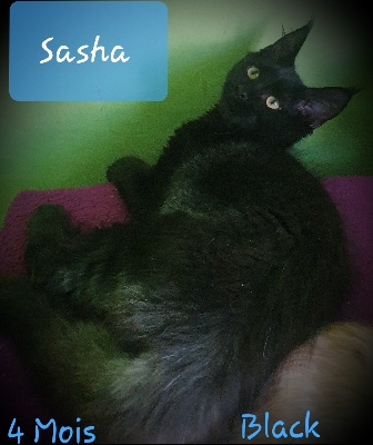 Sasha black 