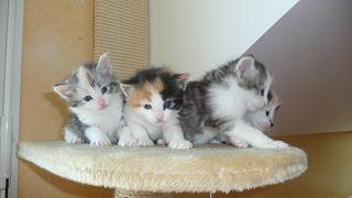 de la Raimbauderie - 4 chatons sont nés !