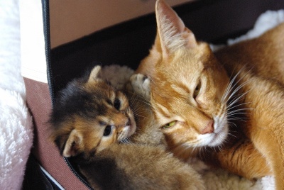Des Rouxdoudou & Co - Les chatons de Lili sont nés