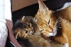 Des Rouxdoudou & Co - Les chatons de Lili sont nés