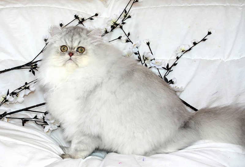 chaton Exotic Shorthair Narf