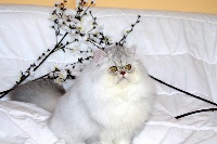 Narf - Chaton disponible  - Exotic Shorthair