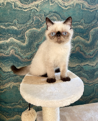CHATON SEAL POINT   - Exotic Shorthair