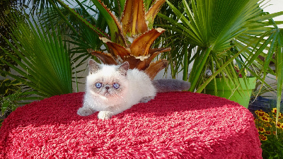 Exotic Shorthair blue point