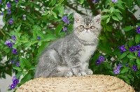 CHATON Blue Tabby caractère EXTRA !!!!
