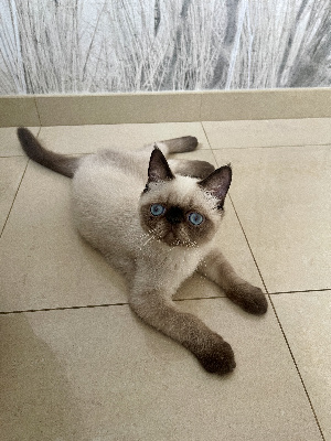 CHATON SEAL POINT   - Exotic Shorthair