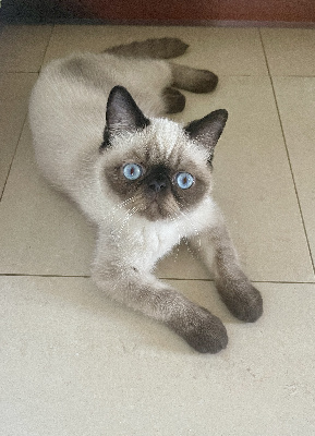 Exotic Shorthair
