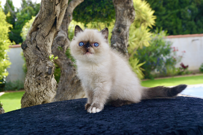CHATON EXOTIC SHORTHAIR seal tortie point - 