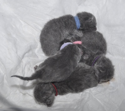 des Bleus de Houna - Hermine 5 chatons Chartreux le 12 mars 2014