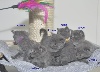 des Bleus de Houna - Edelweiss 6 chatons