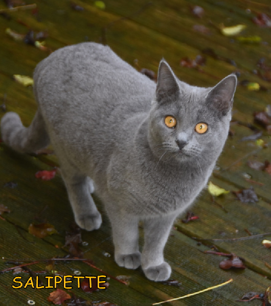 chaton Chartreux des Bleus de Houna