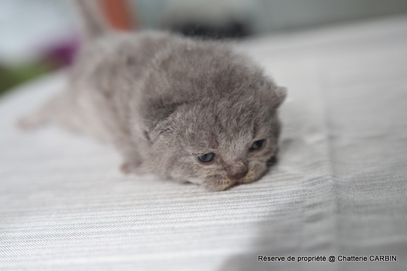 chaton British Shorthair et Longhair Carbin