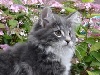 Du Chatterie Gave - les chatons  norvégiens bleu attendus pour début avril 2013