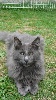 Du Chatterie Gave - grand bonheur mon chat  bleu est  arrivé  ce 02 juillet