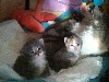 Du Chatterie Gave - naissances des chatons  norvégiens a la chatterie du gave 