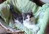 Du Chatterie Gave - chatons d'hennoya nés le 31 mars 2019 disponibles 