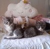 Du Chatterie Gave - chatons 2021 disponibles nés le 10 avril 