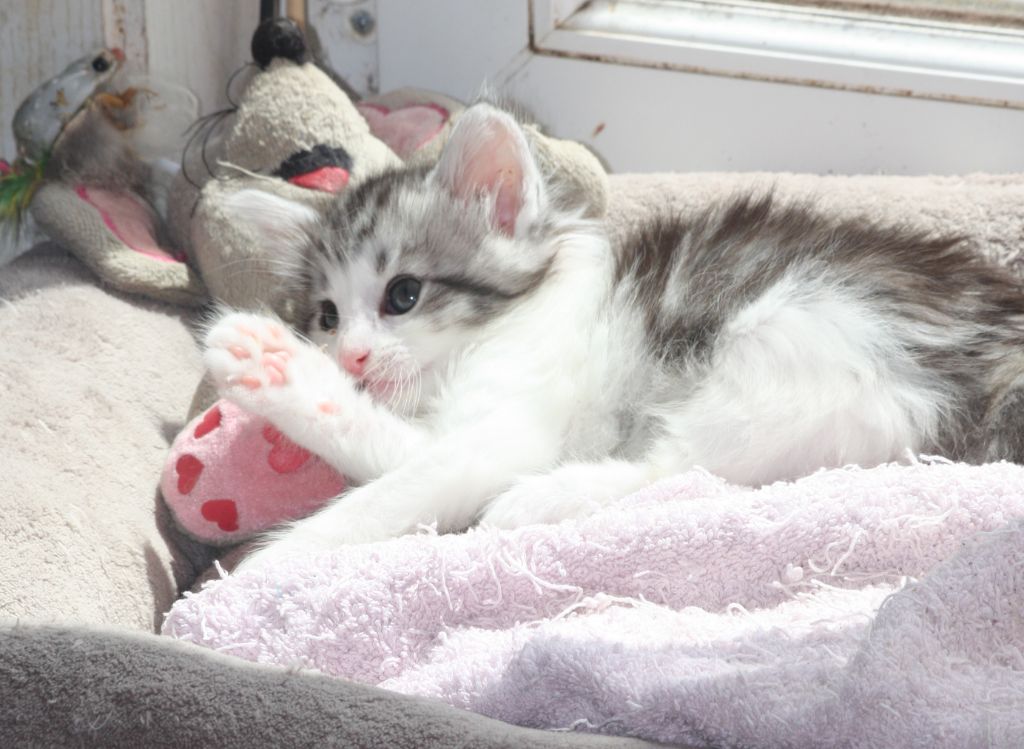 Du Chatterie Gave - chaton disponibles porté Mélia nés l 2 avril 2019