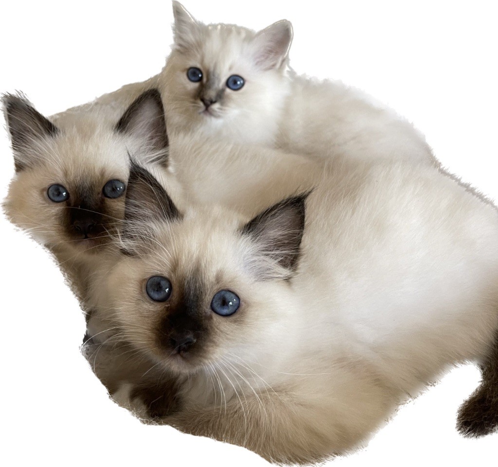 De L'etoile Birmane - Portée de 3 chatons nés ce 14 juillet 2022