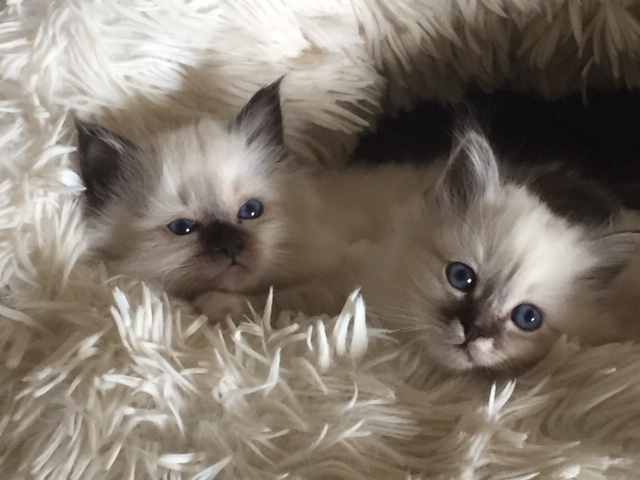 chaton Sacré de Birmanie De L'etoile Birmane