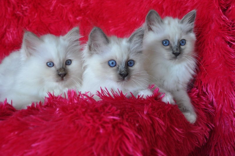 chaton Sacré de Birmanie De L'etoile Birmane